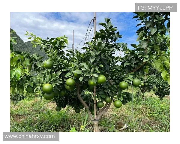 果园之美:探寻四季更迭中的自然奇观与生态之韵 果园之美:探寻四季更迭中的自然奇观与生态之韵